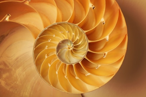 Dr. Michael A. Persky - The Golden Ratio, Rhinoplasty, and Facial Beauty