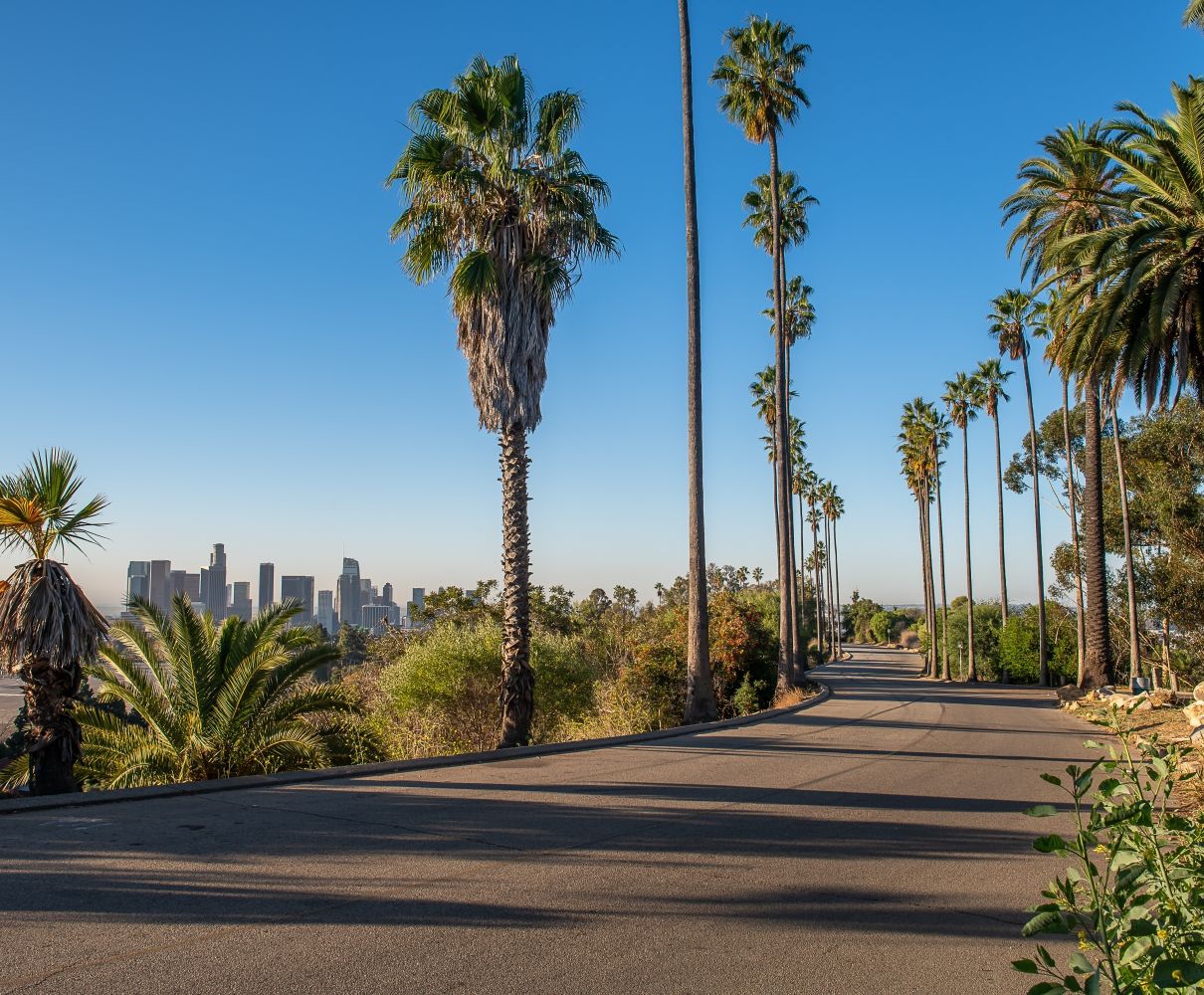 palm trees with a view of the LA downtown